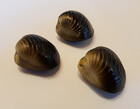 Behr Trendex Carp Shells Hakenköder für Karpfen Muschel-Typ 1