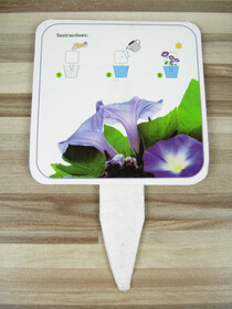 Prunkwinden / Ipomoea auf Pfanzenkarte mit Samen sch&ouml;ne Kletterpflanze