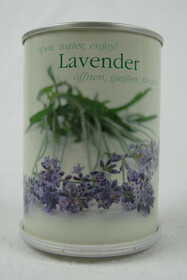 Dosenpflanzen Pflanze aus der Dose / Lavendel